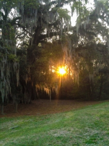 sunset through the tress in southwood