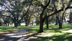 View of central park in Southwood