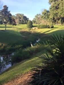 Southwood Tallahassee stream at green area